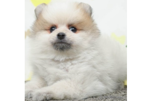 成約済の千葉県のポメラニアン-219954